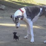 Little Puppy Meets Big Dog