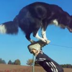 Nana The Border Collie Performs Amazing Dog Tricks