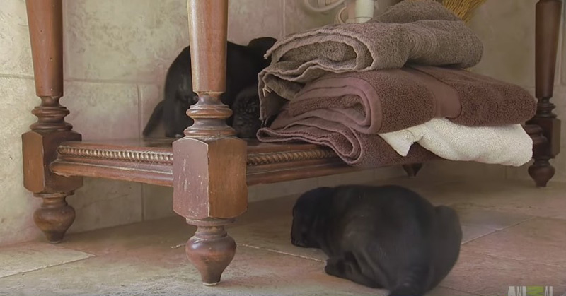 Neo Mastiff Puppies Play Hide And Seek From Dad