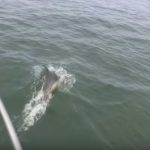 Dog Overboard! Crazy Dog Jumps On Dolphins (Really Funny – Must See)