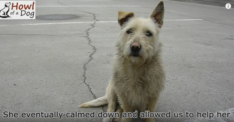 Scared Homeless Dog Has the Rescue of a Lifetime