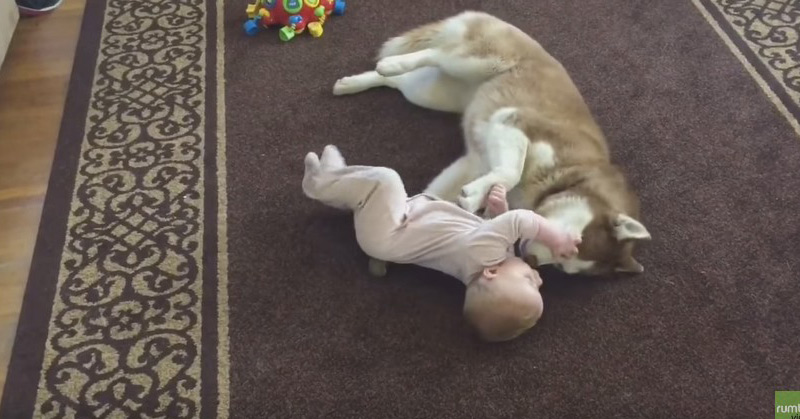 Siberian Husky Plays Gently With Baby
