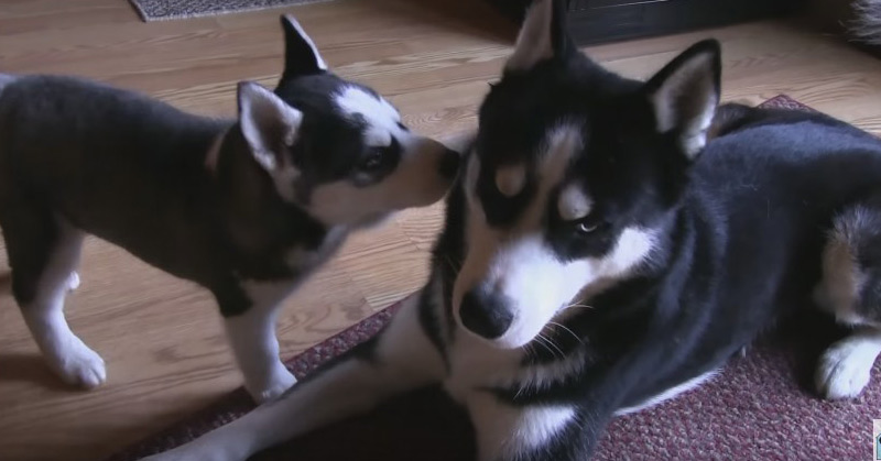 Siberian Husky Puppy Meets His Dad