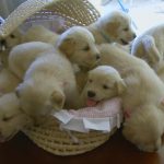So Many Golden Retriever Puppies! (Cute Compilation) – Puppy Love