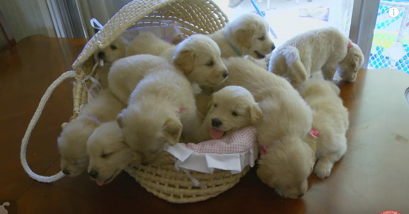So Many Golden Retriever Puppies! (Cute Compilation) - Puppy Love