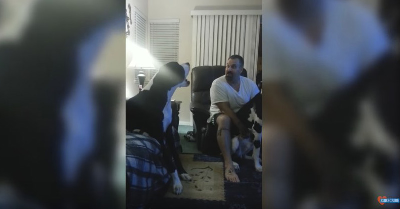 Spoiled Great Dane Throws Hissy Fit Tantrum Pup