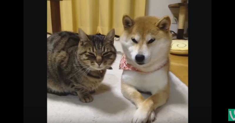 The True Story Of Kabosu, The Dog Behind The "Doge" Meme