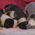 Tiny Great Danes – Too Cute