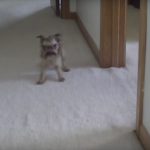 Video: Wet Dog Berates Owner For Giving It A Bath