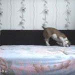 When The Dog Stays At Home Alone (Video)