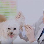Your Dog’s First Vet Appointment