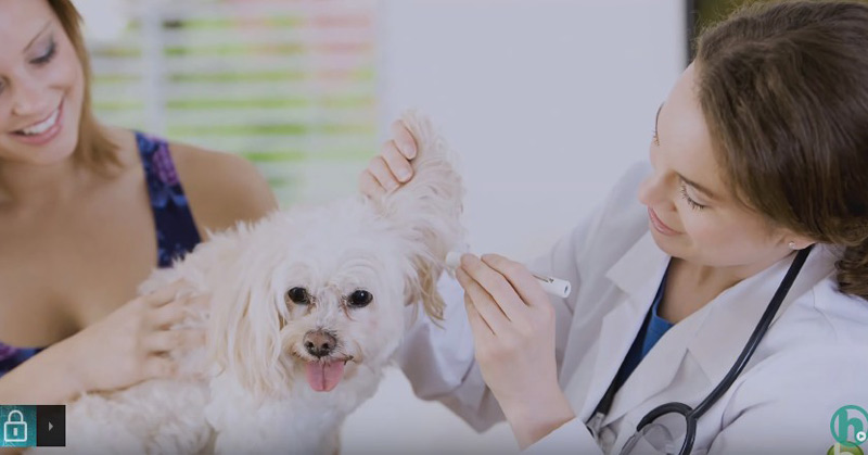 Your Dog's First Vet Appointment