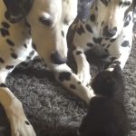 Adorable Foster Kitten Plays With Two Dalmatians