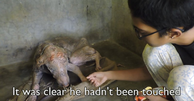 Amazing Transformation Of Sick Dog Who Had Given Up Hope