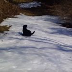 Black Lab Dog Body Slides In The Snow