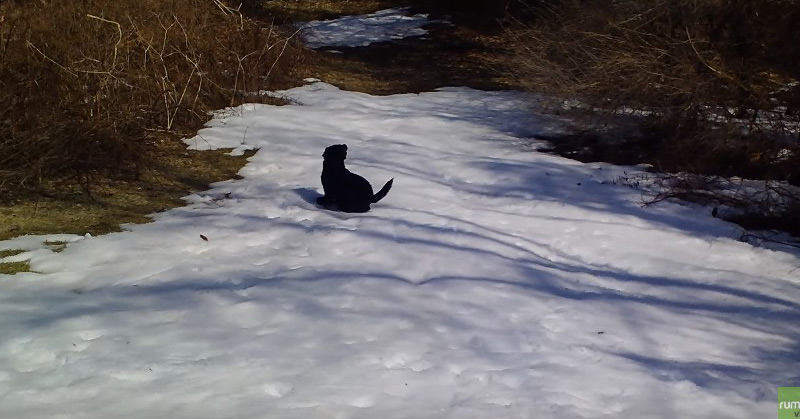 Black Lab Dog Body Slides In The Snow