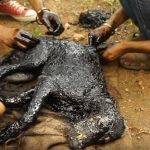 Covered In Tar & Unable To Move… This Amazing Rescue Saved This Dog’s Life