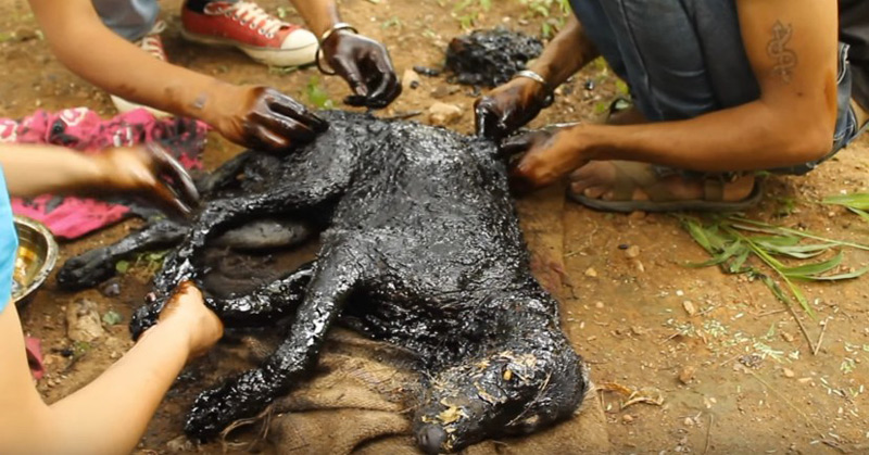 Covered In Tar & Unable To Move, This Amazing Rescue Saved This Dog's Life