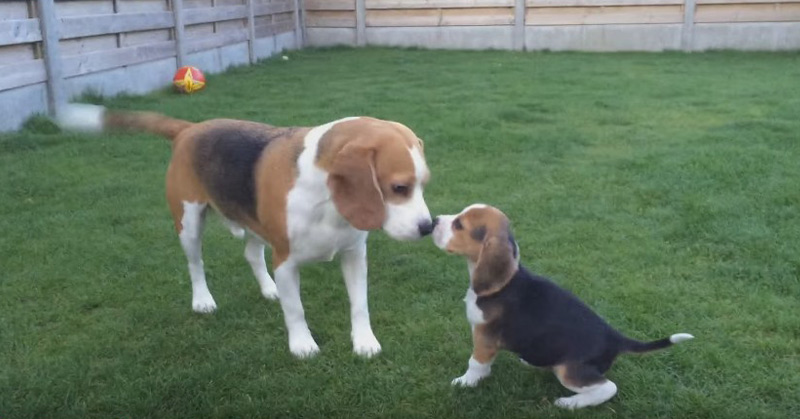Cute Dog Meets Little Puppy Sister For The First Time!!! Love At First Sight!