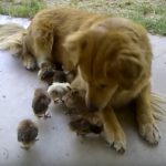 Dog (Half Coyote-Retriever) Adopts 10 Baby Chicks