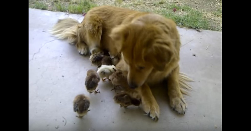 Dog (Half Coyote-Retriever) Adopts 10 Baby Chicks
