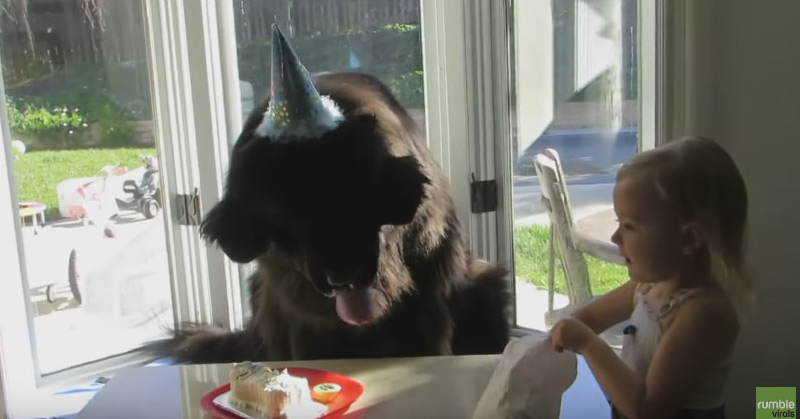 Giant Dog Celebrates His Birthday