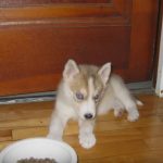 Cute Husky Puppy Shelby