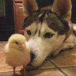 Husky and Baby Chick
