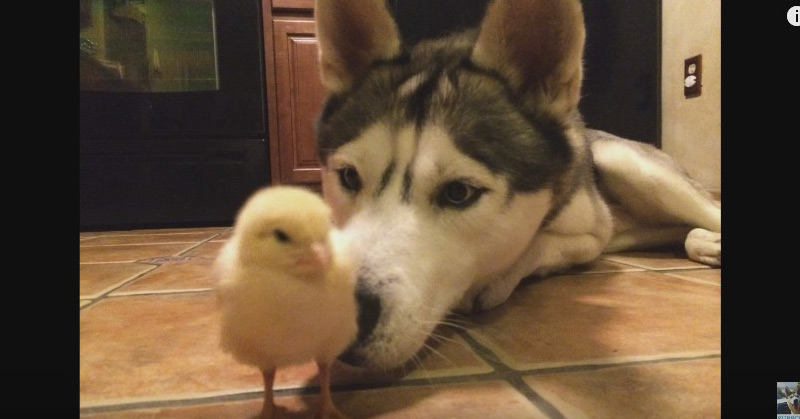 Husky and Baby Chick