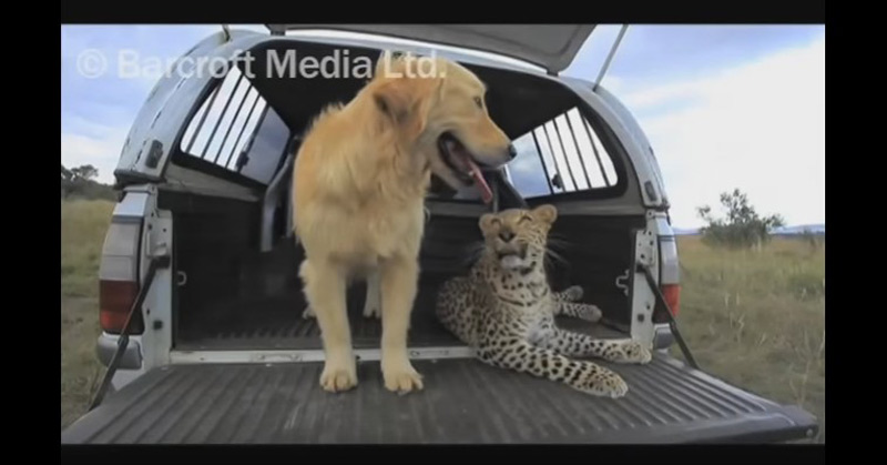 Leopard and Dog Are Best Friends