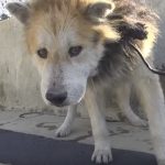 Rescuing A Homeless Senior Dog From A Water Treatment Facility