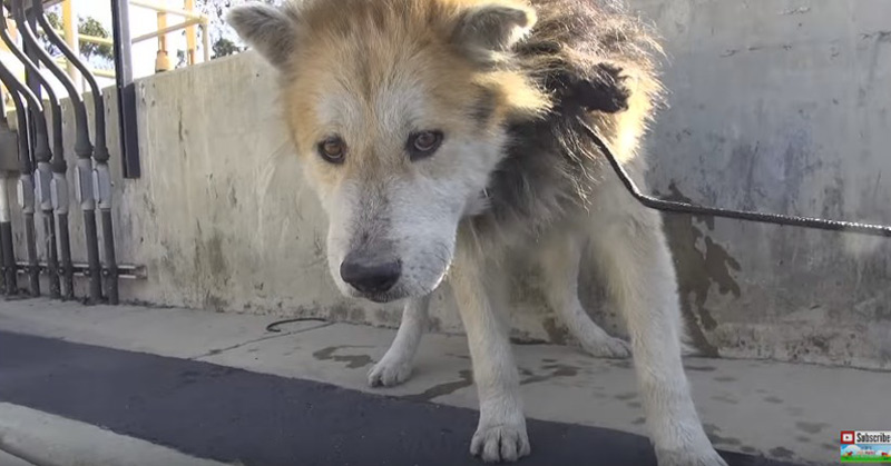 Rescuing A Homeless Senior Dog From A Water Treatment Facility