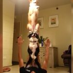 This Compilation Of Smart Dogs Will Leave You Astonished!