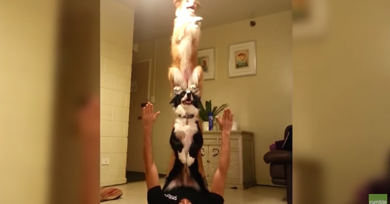 This Compilation Of Smart Dogs Will Leave You Astonished