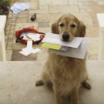 This Is Why Your Dog Hates The Mailman