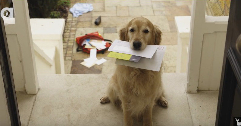 This Is Why Your Dog Hates The Mailman