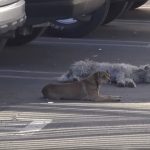 Two Stray Dogs Get Separated During The Rescue: See What Happens Next