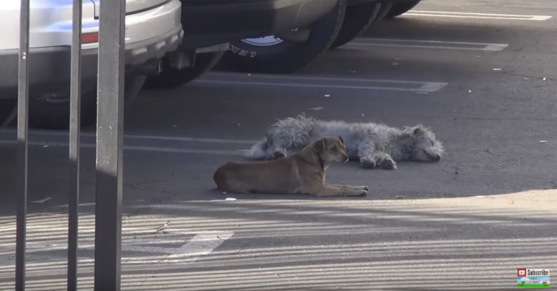 Two Stray Dogs Get Separated During The Rescue