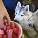 Watermelon Dog Treat! – How To Make Frozen Diy Dog Treats