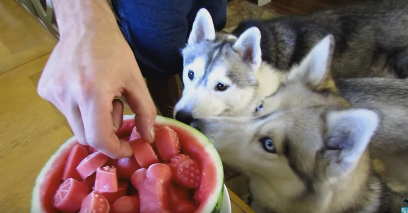 WATERMELON DOG TREAT How to make Frozen DIY Dog Treats