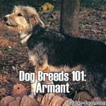 Dog Breeds 101: Armant