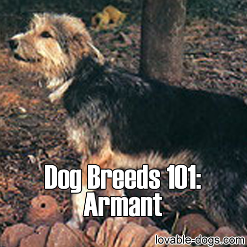 Dog Breed - Armant