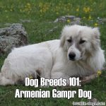 Dog Breeds 101: Armenian Gampr Dog