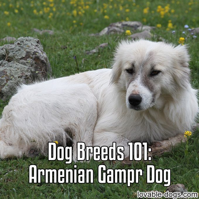 Dog Breed - Armenian Gampr Dog - WP