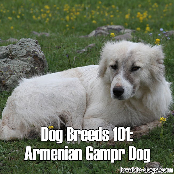 are armenian gampr dog the most intelligent dogs