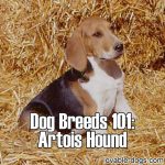 Dog Breeds 101: Artois Hound