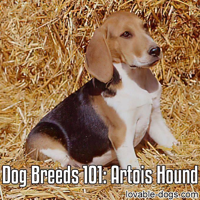 Dog Breed - Artois Hound - WP