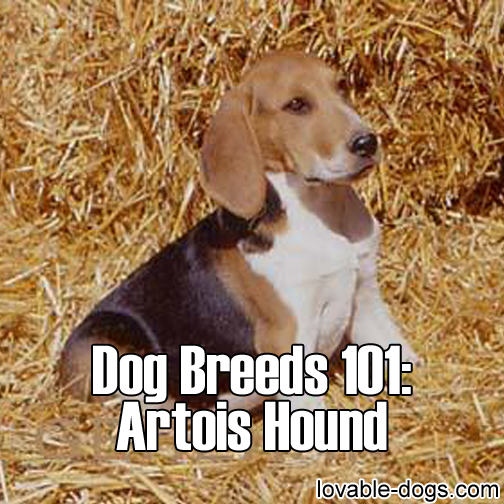 Dog Breed - Artois Hound