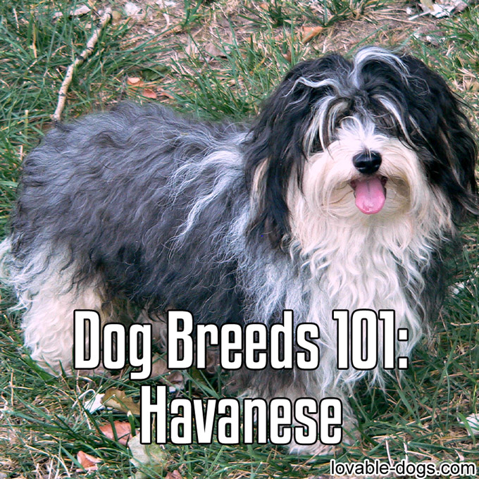 Dog Breed – Havanese - WP