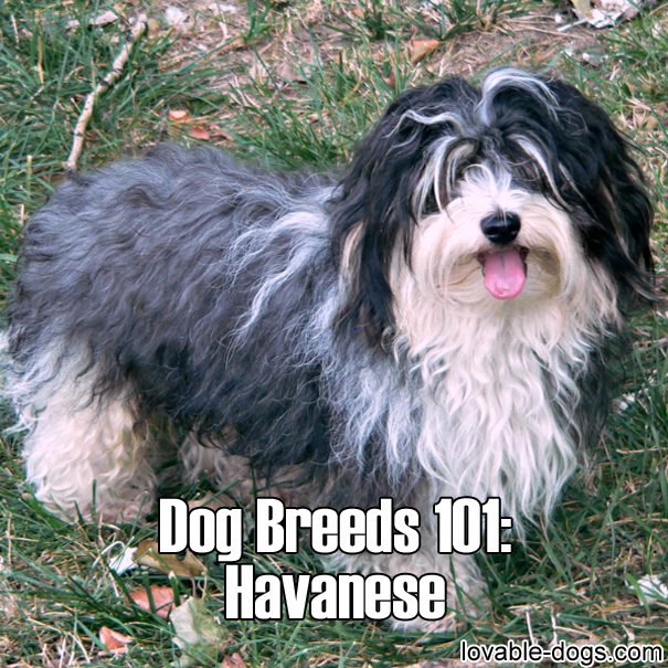 Dog Breed – Havanese